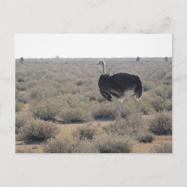 ostrich etosha  postcard (Front)