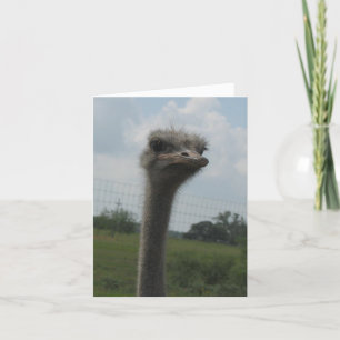 Ostrich Face of "I'm Sorry" Notecard