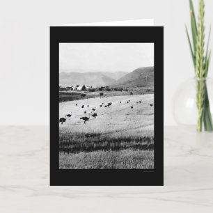 Ostrich Farm in Africa 1912 Card
