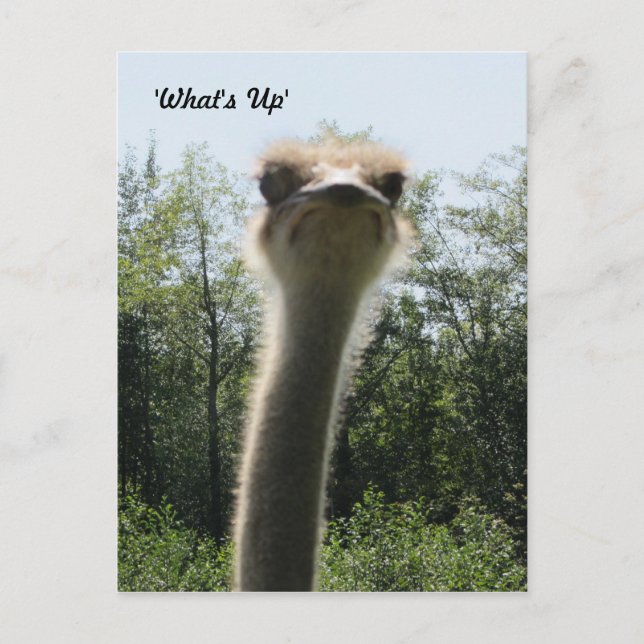 Ostrich Head Shot Postcard (Front)