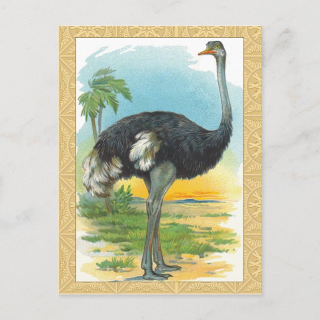 Ostrich in Africa Postcard (Front)