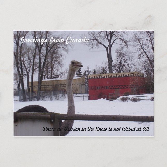Ostrich in the Snow Postcard (Front)