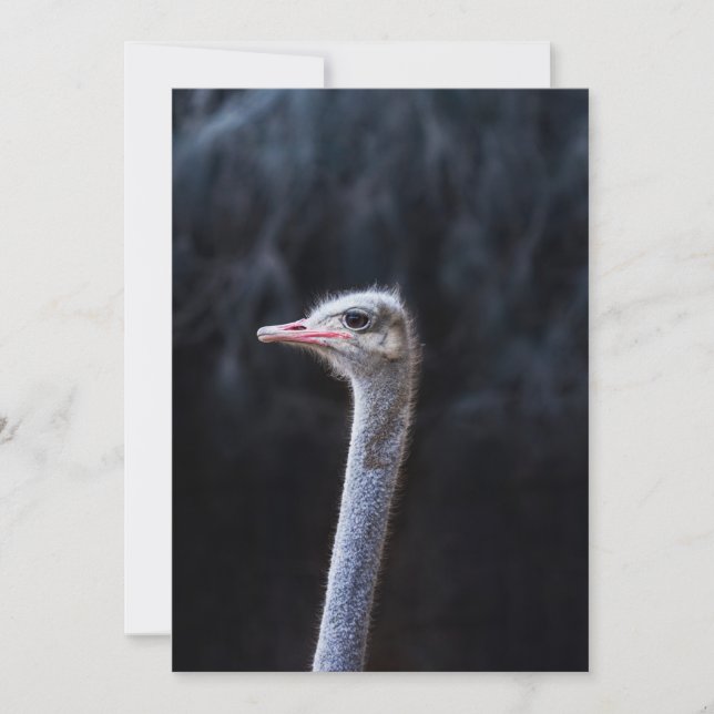 ostrich   invitation (Front)