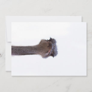 ostrich invitation
