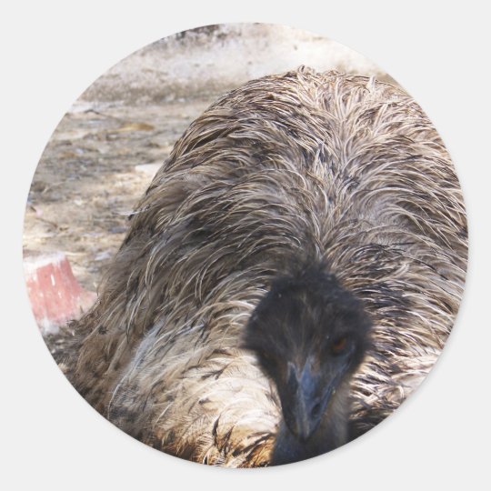 Ostrich.jpg Classic Round Sticker