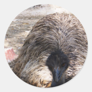 Ostrich.jpg Classic Round Sticker