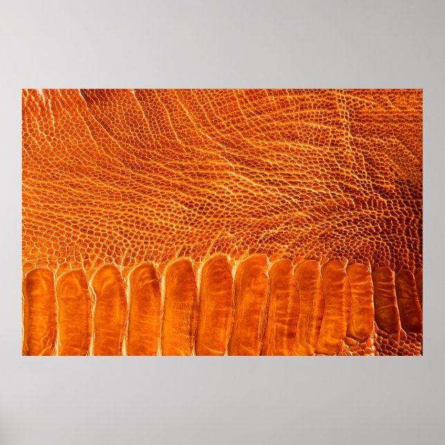 Ostrich leather texture poster (Front)