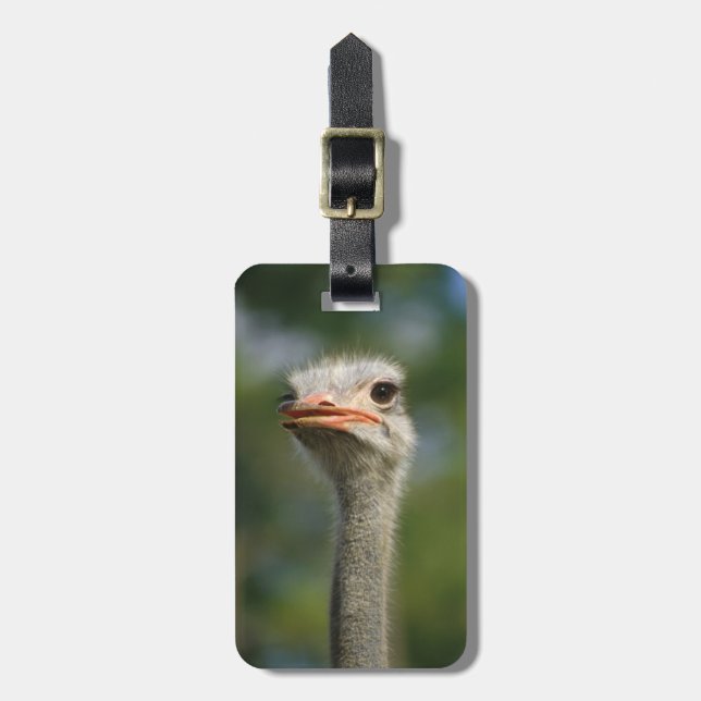ostrich luggage tag (Front Vertical)