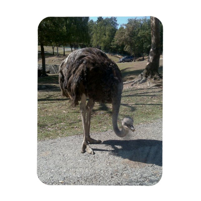 Ostrich Magnet (Vertical)