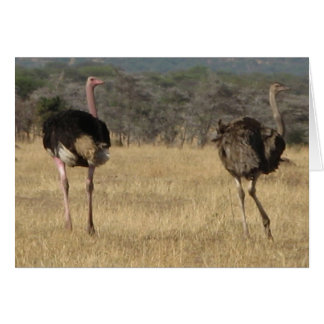 Ostrich male & female