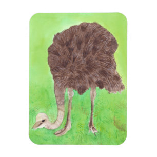 Ostrich Manger, Aquarelle Peinture Magnets