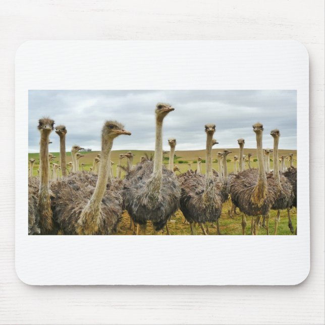 ostrich mouse pad (Front)