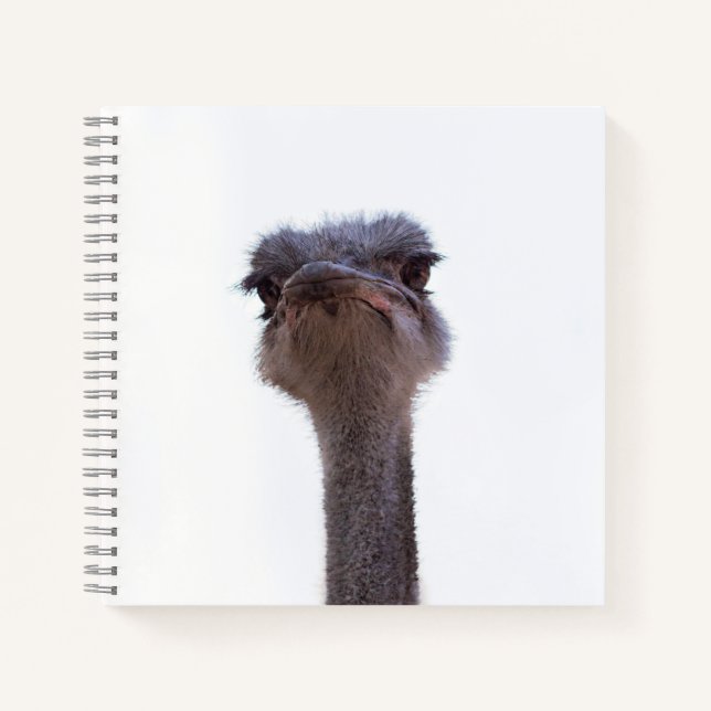 ostrich notebook (Front)