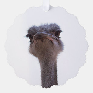 ostrich ornament card