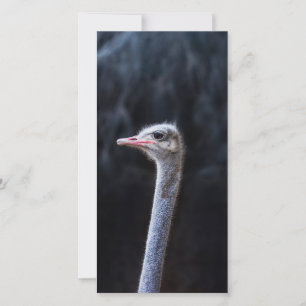 Ostrich Photography