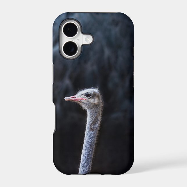 Ostrich Photography (Back)