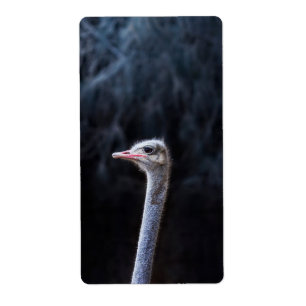 Ostrich Photography