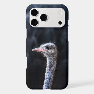 Ostrich Photography