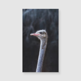 Ostrich Photography