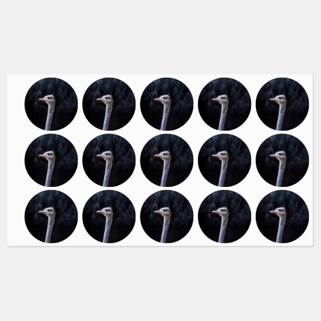 Ostrich Photography (Sheet)