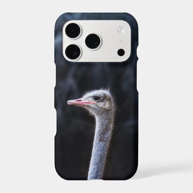 Ostrich Photography (Back)