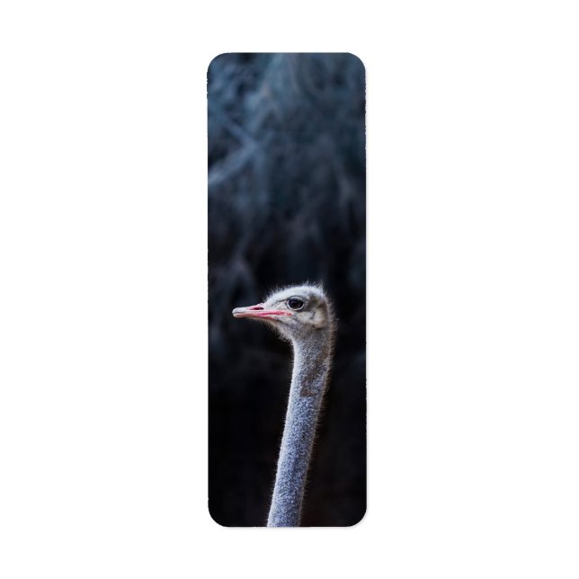 Ostrich Photography (Front)