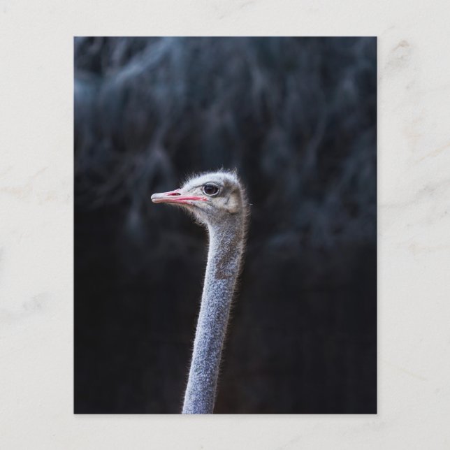 Ostrich Photography (Front)