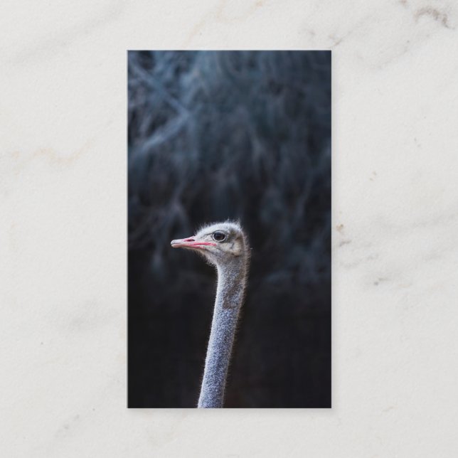 Ostrich Photography Advice Card (Front)