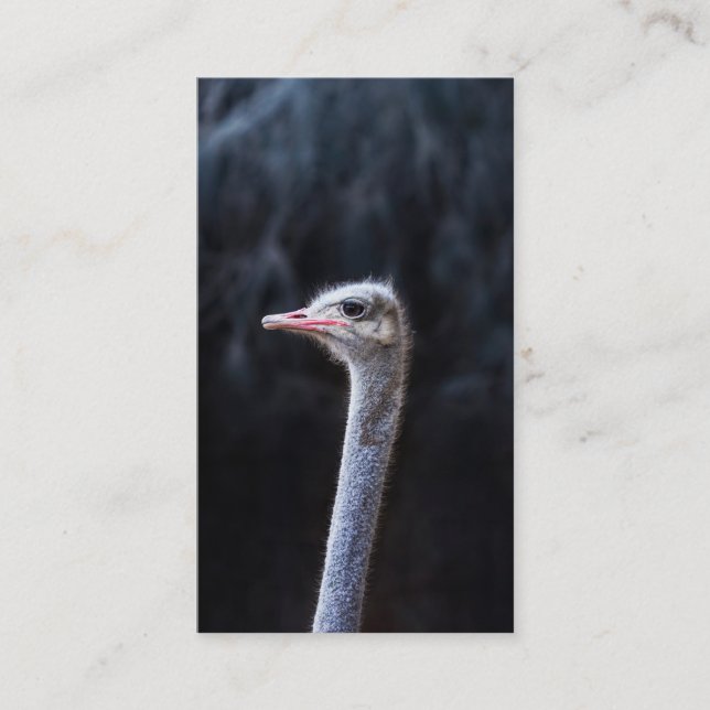 Ostrich Photography Business Card (Front)