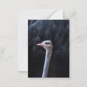 Ostrich Photography Card