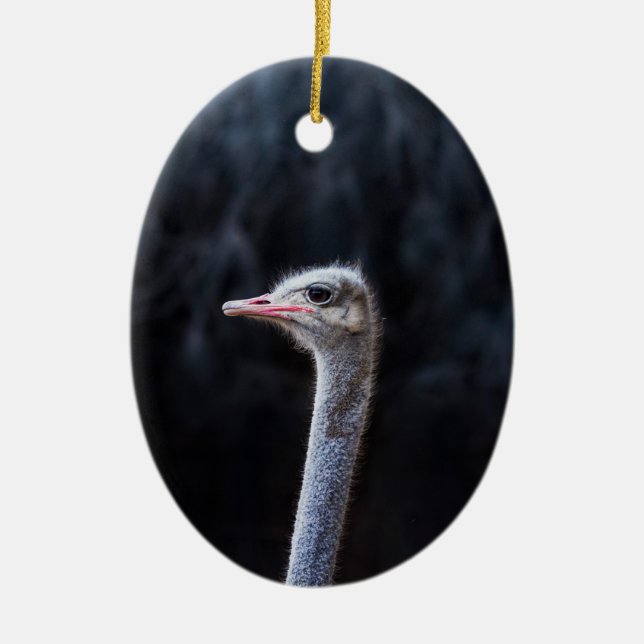 Ostrich Photography Ceramic Ornament (Front)