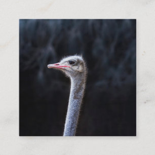 Ostrich Photography Enclosure Card