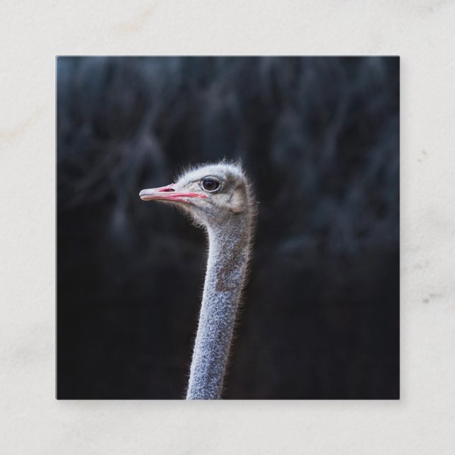 Ostrich Photography Enclosure Card (Front)