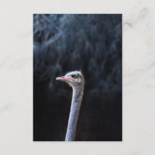 Ostrich Photography Enclosure Card