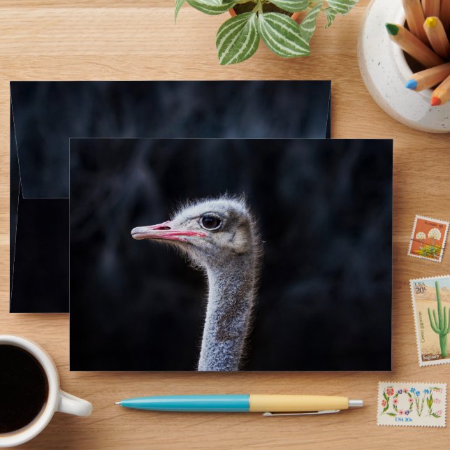 Ostrich Photography Envelope (Desk)