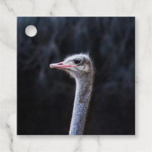 Ostrich Photography Favour Tags