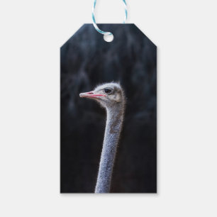Ostrich Photography Gift Tags