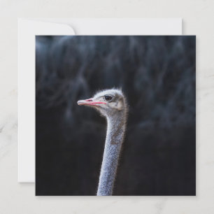 Ostrich Photography Invitation