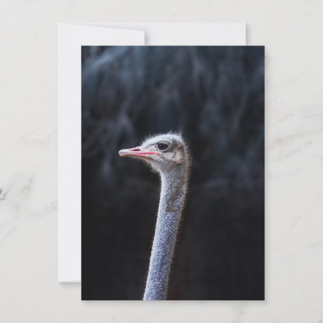Ostrich Photography Invitation (Front)