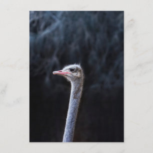 Ostrich Photography Menu