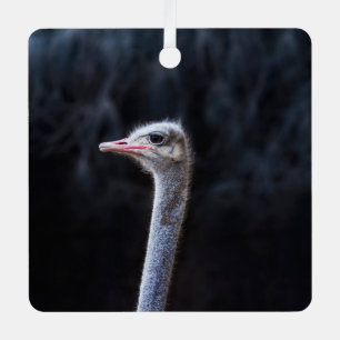 Ostrich Photography Metal Ornament