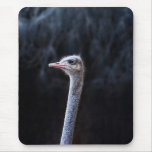 Ostrich Photography Mouse Pad