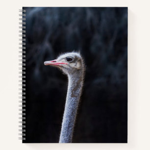 Ostrich Photography Notebook