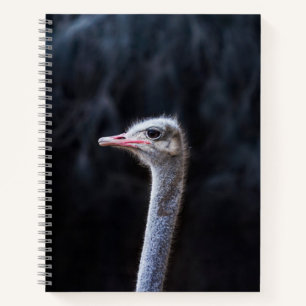 Ostrich Photography Notebook