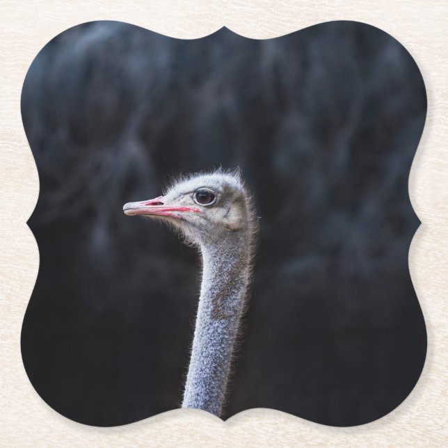 Ostrich Photography Paper Coaster (Front)