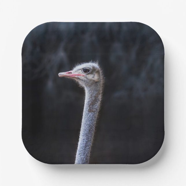 Ostrich Photography Paper Plate (Front)