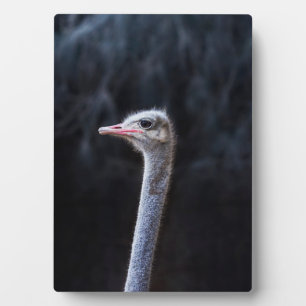 Ostrich Photography Plaque