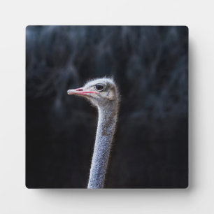 Ostrich Photography Plaque