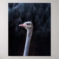 Ostrich Photography