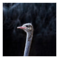 Ostrich Photography